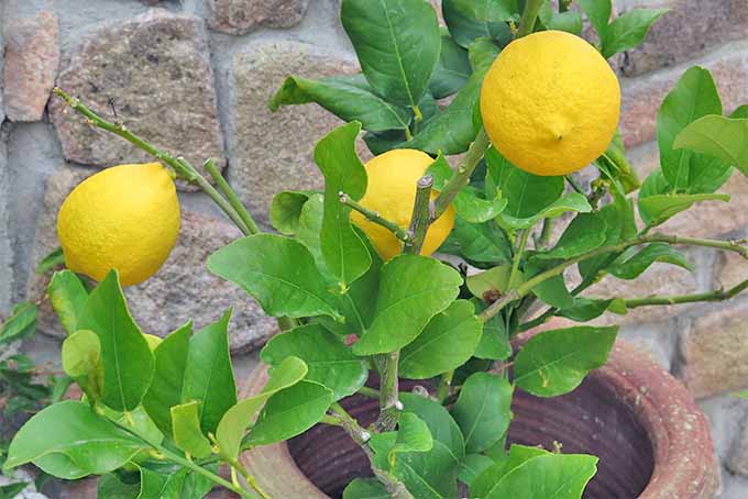 Closeup of three yellow lemons growing on short branches with green leaves, growing in a large terra cotta pot filled with brown soil, in front of a tan stone wall.