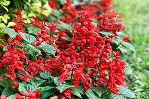 How to Grow Salvia Flowers: Easy-Care with Colorful Blooms