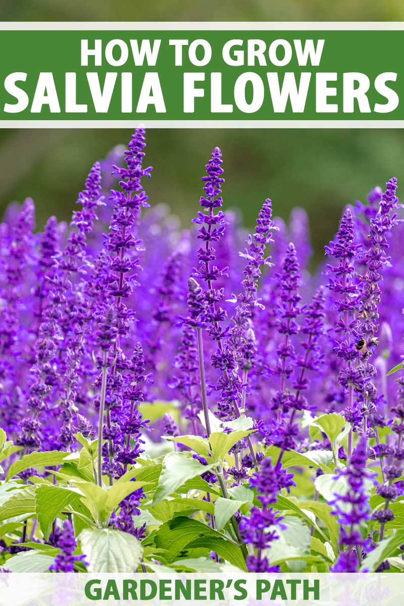 A close up vertical image of Salvia plants with purple blooms growing in the garden pictured on a soft focus background. To the top and bottom of the frame is green and white printed text.