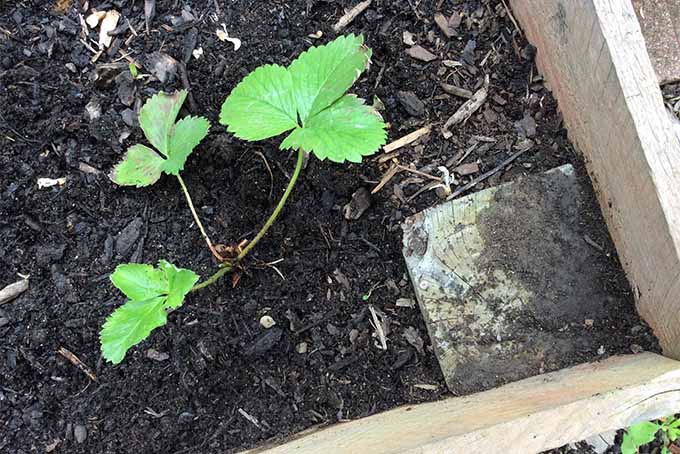 A young strawberry plant with three sets of green leaves is growing in a wood-frame raised garden bed, in dark brown soil topped with chipped wood mulch.