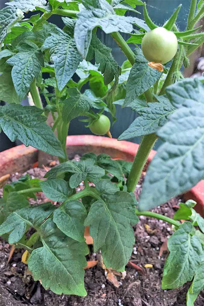 Two small, green tomatoes growing on a plant with green triangle-shaped leaves and tall vining branches, planted in a large terra cotta pot.