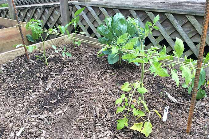 Small tomato plants and leafy greens growing in a wooden raised bed planter filled with brown soil topped with wood chip mulch, with two rusty rebar stakes placed at either end of the bed, with twine threaded between them to create supports, with the base of a wooden deck in the background.