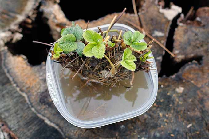Small bare root strawberry plant soaking in a square plastic container of water.