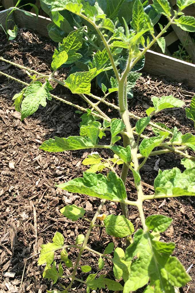 A young tomato plant growing in the sunshine in a wooden raised bed planter filled with brown soil and mulch, supported with jute twine.