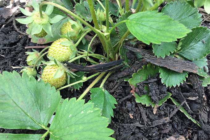 Several pale yellow immature strawberries are growing on long, thin stems and hanging towards the ground on a plant with large green leaves, in dark brown garden soil.