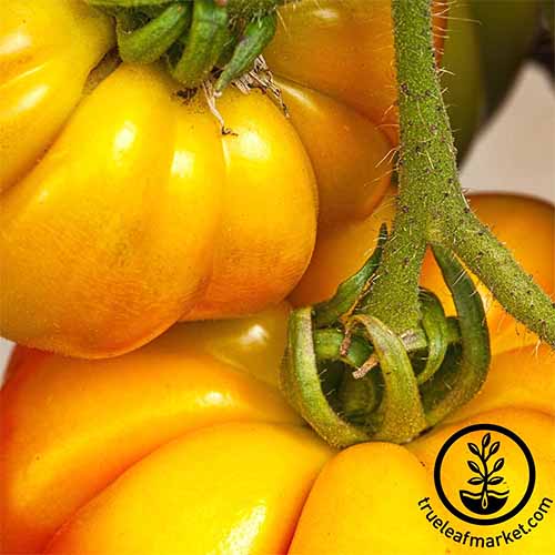 Extreme closeup of two vibrant yellow 'Persimmon' tomatoes growing on a green vine.