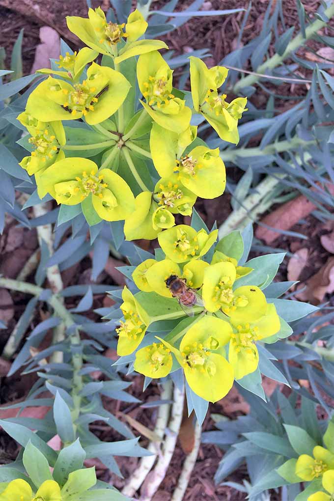 Yellow-green two-petaled flowers in clusters of five or six top tall branches circles with blue-green spiky leaves on a sprawling E. rigida plant, growing in brown dry leaves.