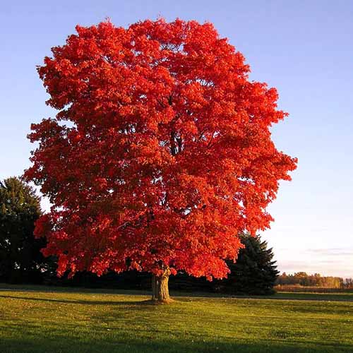 A square image of a red maple tree pictured in evening sunshine.