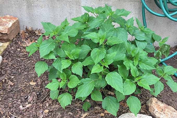 Green teardrop-shaped leaves cover a bushy salvia plant, growing low to the ground, with a white stucco wall in the background and brown mulch surrounding the plant.