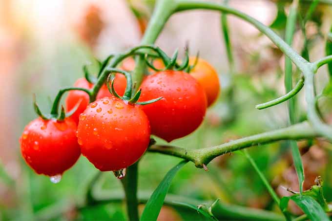 Closeup of a cluster of six red cherry tomatoes growing on a plant in the garden.