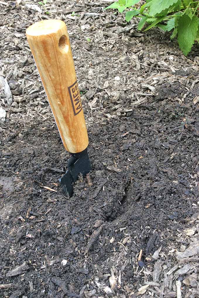 A small spade with a light wooden handle is protruding from the dirt of a garden. In the background you can see the green leaves of one of the vegetables growing.