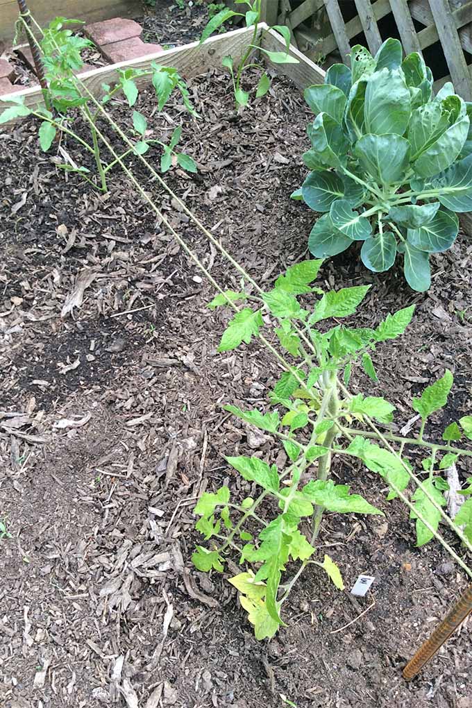 Vertical top-down image of a small tomato plant growing in a wooden raised bed filled with mulch and brown soil, supported with garden twine tied to rebar stakes, next to a round leafy green plant.