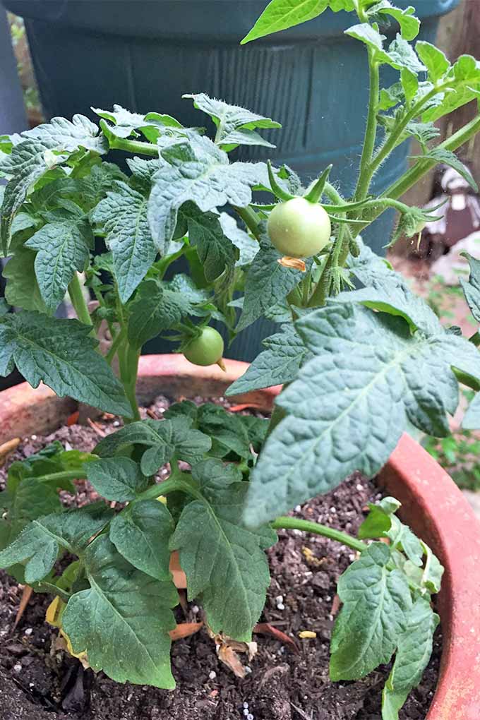 Two small green tomatoes growing on a plant with dark green leaves, planted in a large terra cotta pot filled with brown soil.