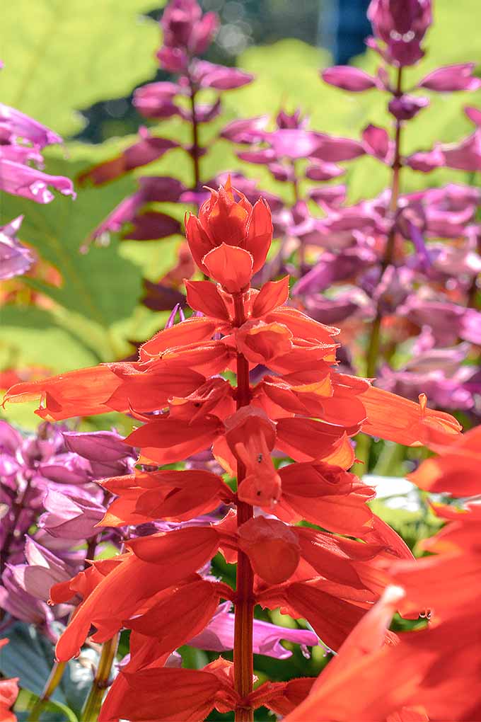 Vertical closeup image of a spike of red blooming salvia with purplish-pink salvia and some green foliage in the background.