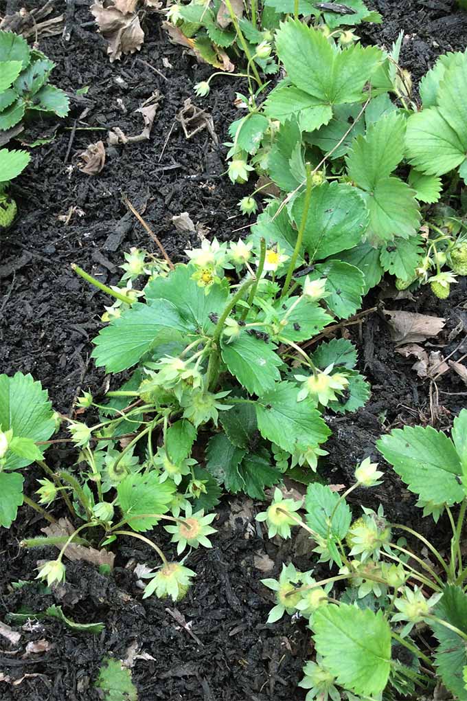 Top-down shot of several strawberry plants growing in dark brown soil topped with wood chip mulch, with many green tops and leaves but no berries, since wild deer ate all of them.