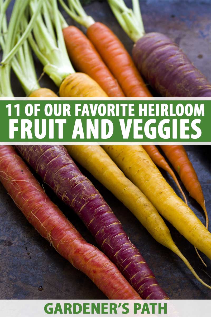 Grow Your Own Weird Vibrant Vegetables 6 Varieties Included
