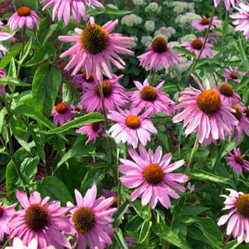 The 9 Best Full-Sun Flowering Perennials for Zones 7-11 | Gardener’s Path