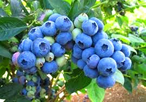 4 Four Plants Blueberry Plants Biloxi Southern Highbush Includes 