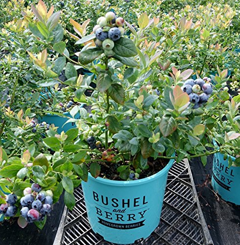 Blueberry Varieties Comparison Chart