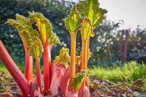 Eight pink rhubarb stalks are just beginning to emerge from the ground in the spring, topped with small, wrinkled, yellow-green leaves, with a white sky and trees in the distance.