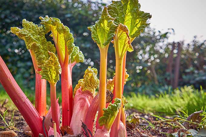 Eight pink rhubarb stalks are just beginning to emerge from the ground in the spring, topped with small, wrinkled, yellow-green leaves, with a white sky and trees in the distance.