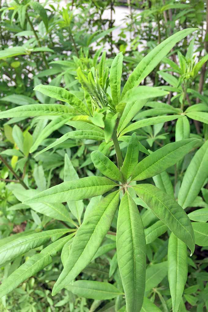 A close up vertical image of green vitex leaves that are narrow and growing radially in pairs on either side of a central point, with one center leaf that is longer than the rest and unpaired.