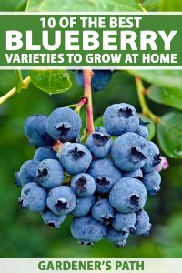 Top 10 Blueberry Varieties to Grow at Home | Gardener’s Path