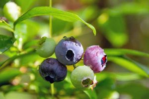 A small cluster of two green, one pink, and two mature blueberries, with green leaves in the background.