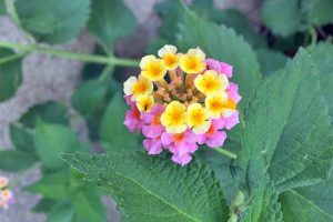 A cluster of pink and yellow lantana flowers, with dark green leaves.