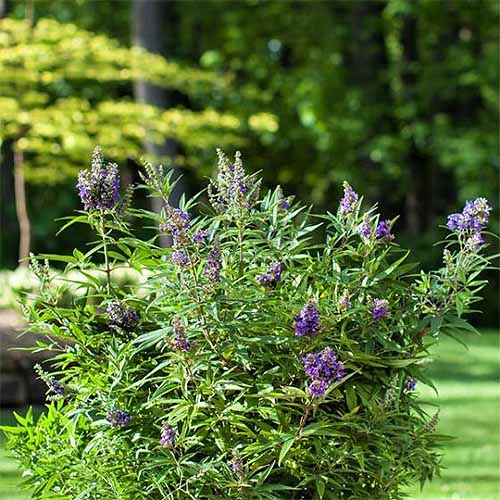 A close up square image of a small 'Blue Puffball' vitex plant growing in a container.