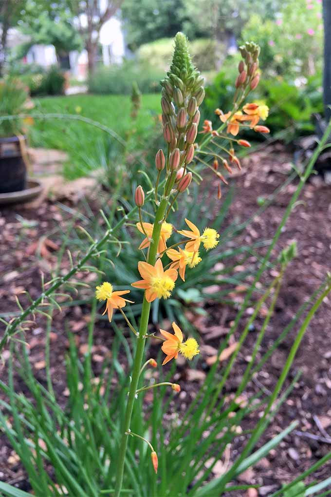 Yellow and orange bulbine flowers, growing on long, skinny stalks with green grasslike leaves, in a garden bed topped with brown wood mulch, with grass and trees, and a potted plant, in the background.