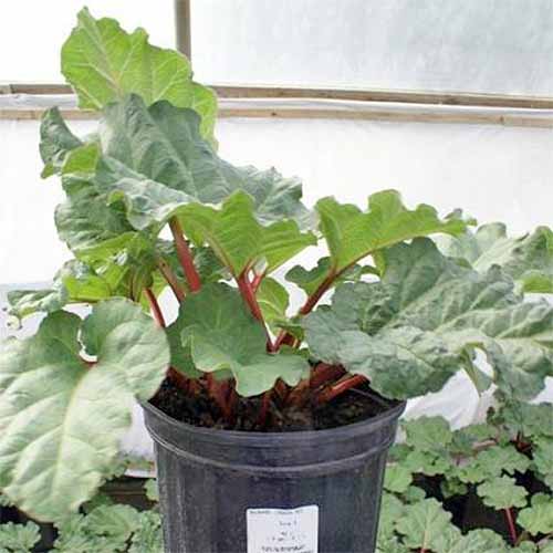 A medium-sized 'Chipman's Canada Red' rhubarb plant growing in a black plastic container, with large, broad green leaves and skinny pinkish red stems, growing in a greenhouse surrounded by other, shorter plants.