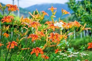 Orange daylily flowers grow in a garden bed with white Queen Anne's lace, with green trees in the background and mountains far in the distance against a white sky.