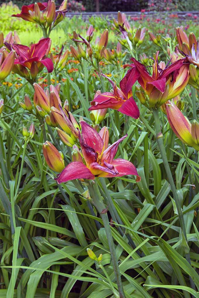 Red daylilies with long stems and long, green, grasslike foliage growing in a garden.