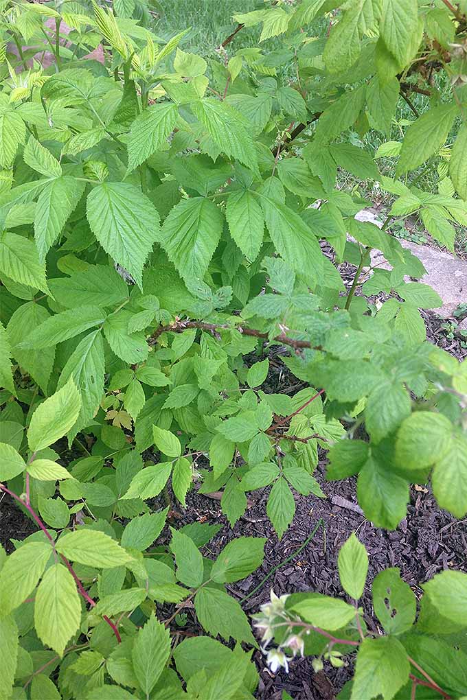 Green second-year raspberry floricanes, with lots of leaves, growing in the garden in dark brown soil.
