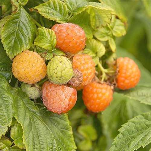 A fall gold raspberry plant has produced a large number of berries. The fruit range from yellow to almost orange and are mixed amongst the shiny green leaves.
