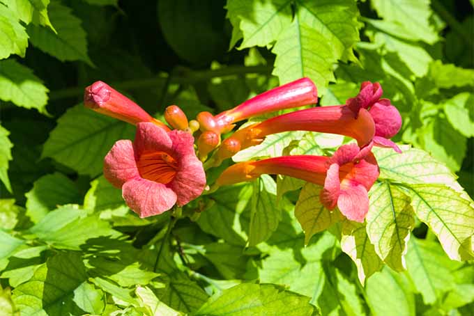 Closeup of a cluster of red trumpet creeper flowers with light green leaves, growing in bright sunshine.