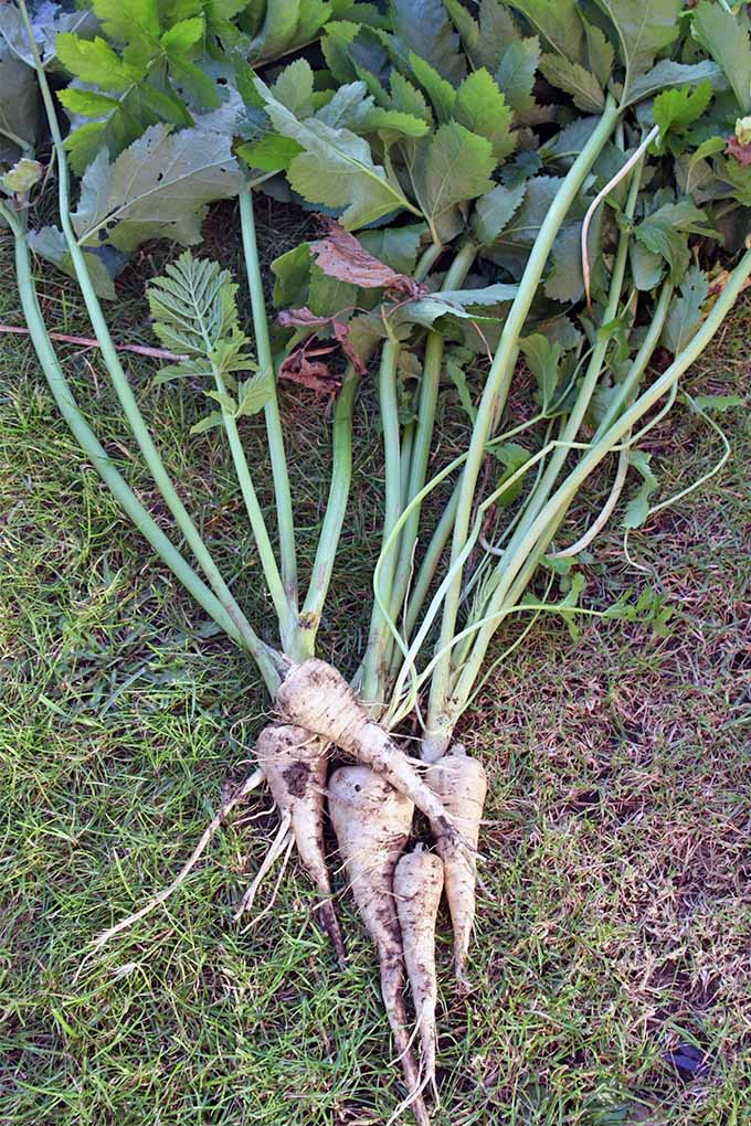 Vertical image of five parsnips with short white roots and long green tops, just harvested from the vegetable garden, resting on a patch of green grass.