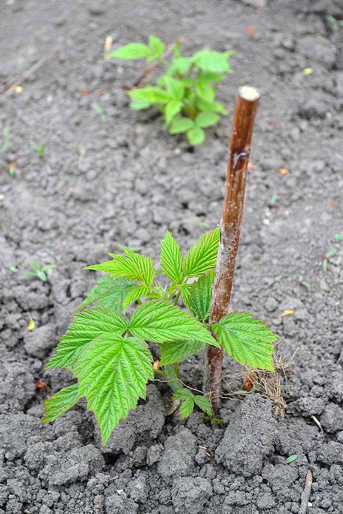 Vertical image of a pruned brown raspberry cane with small new spring green leaf growth at the soil level, growing in brown dirt, with another small plant in shallow focus in the background.