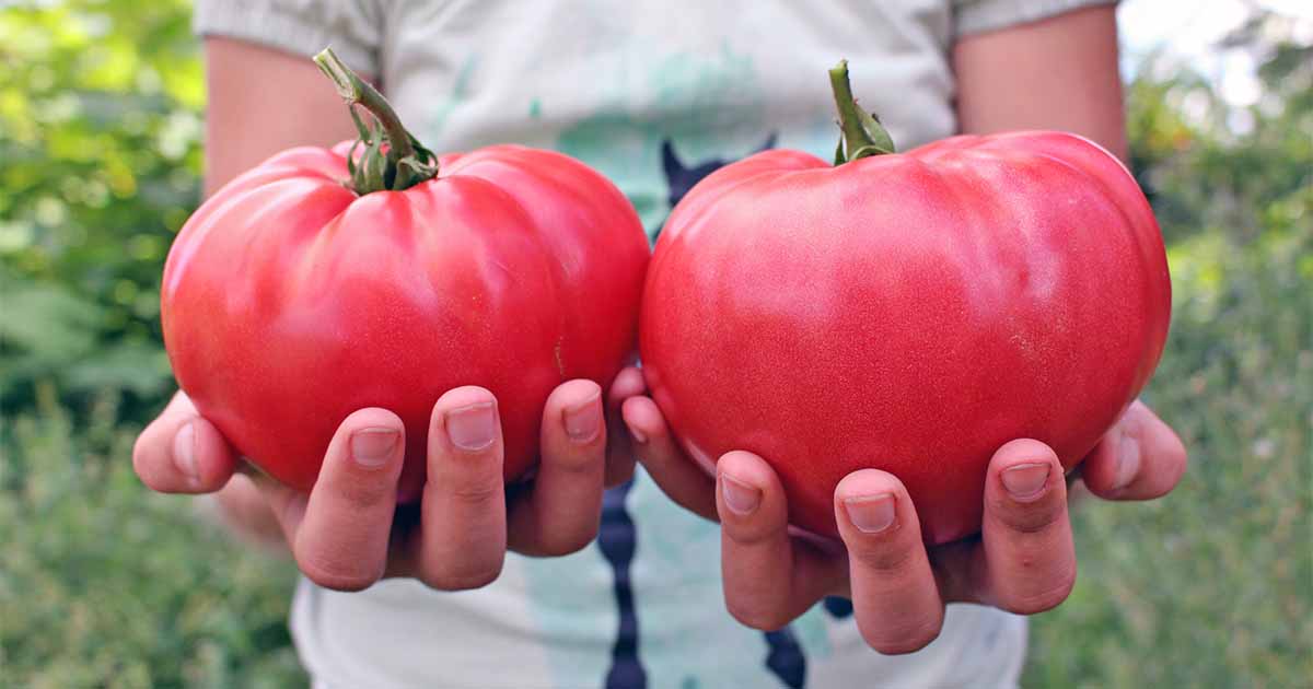 10 Graines-Heirloom légume! Grou Vée Tomate