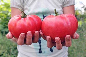 A person in a white short-sleeved t-shirt is visible from torso to waist, with both hands extended in front of her and holding two large 'Pink Brandywine' tomatoes.