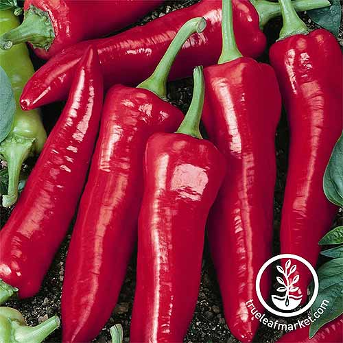 A pile of just-harvested shiny red 'Big Jim' hot peppers.
