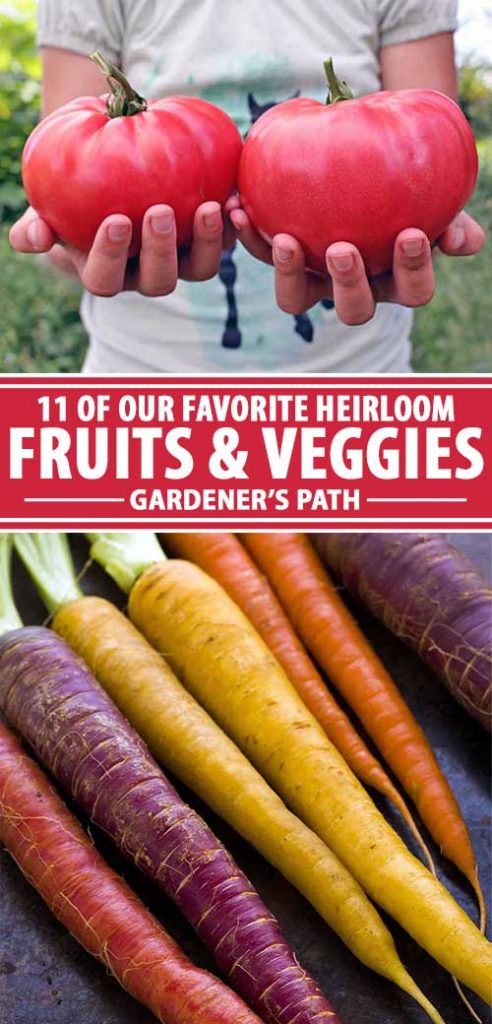 A collage of photos showing different varieties of heirloom fruit and vegetables.
