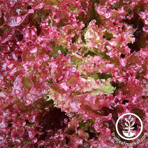 Closeup of curly red 'Lollo Rosso' lettuce leaves.