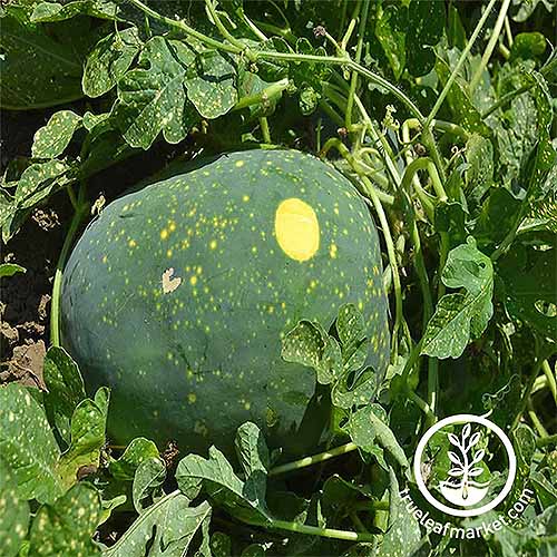 An heirloom 'Moon and Stars' watermelon growing in the garden, with a green rind with one large yellow spot and more smaller spots, surrounded by green vines and leaves.