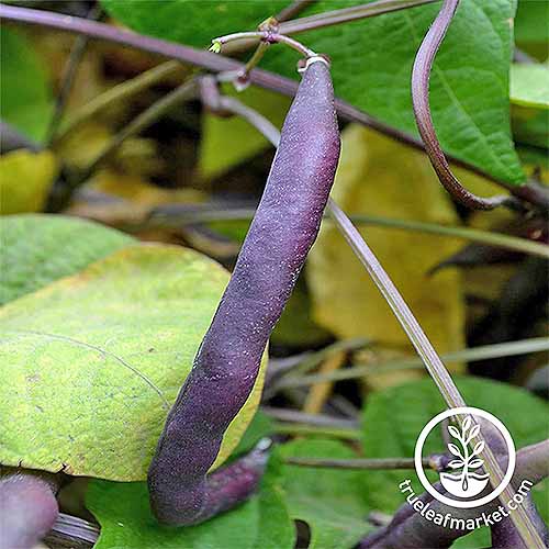 A purple 'Royal Burgundy' bean growing on a plant with green leaves.