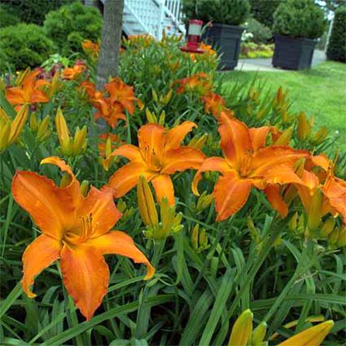 Bright orange daylilies with green foliage, growing in a green lawn with trees and a house in the background.