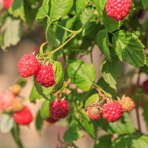 A large number, near and far, of bright red heritage raspberries are growing at the ends of the branches. The berries farther away are blurred in a mix with the jagged green leaves of the plant.