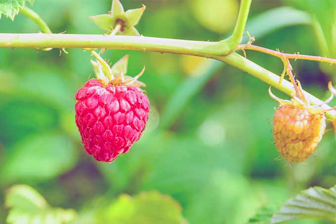 A ripe, pink raspberry on a branch next to a smaller, yellow, unripe berry, growing in the garden.