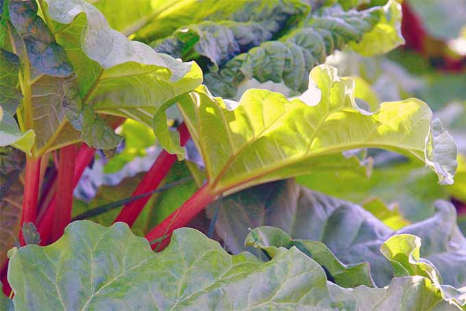 Pink rhubarb stalks are visible beneath large, green leaves growing in bright filtered sunshine.